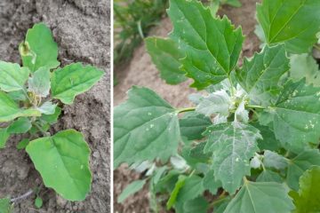 Lamb’s Quarters: The Forgotten Superfood with Powerful Medicinal Uses